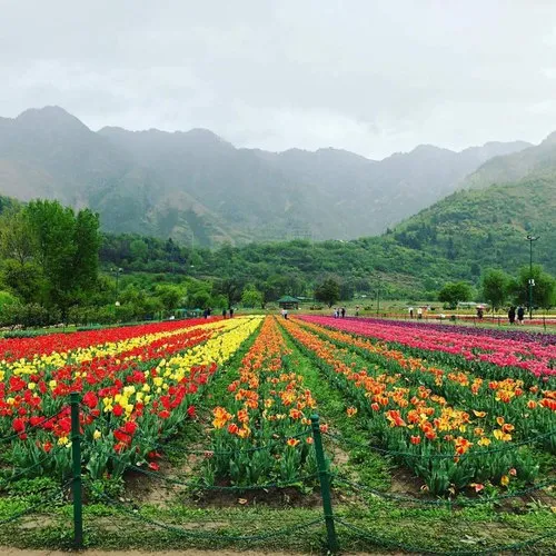 Tulip Garden